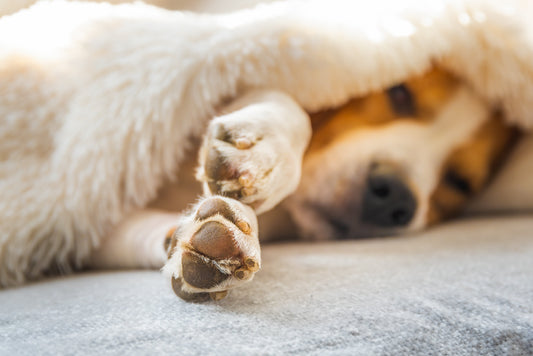 Paw Care Guide: Why Your Dog Needs a Paw Balm & How to Use It Correctly